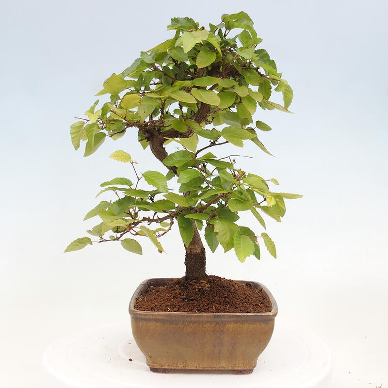 Bonsai im Freien -Carpinus CARPINOIDES - Koreanische Hainbuche