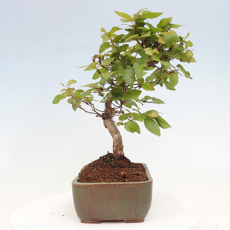 Bonsai im Freien -Carpinus CARPINOIDES - Koreanische Hainbuche