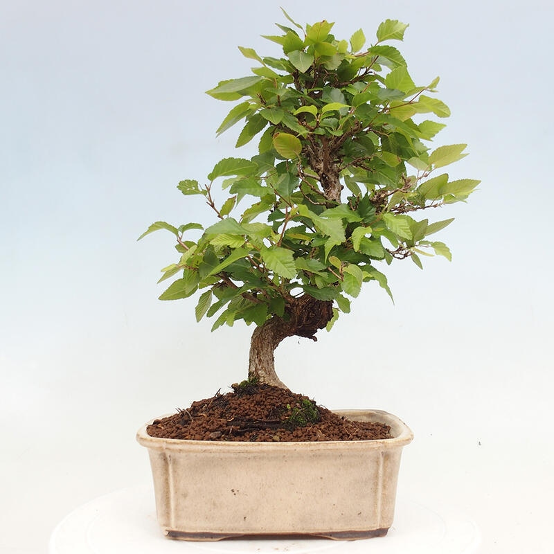 Bonsai im Freien -Carpinus CARPINOIDES - Koreanische Hainbuche