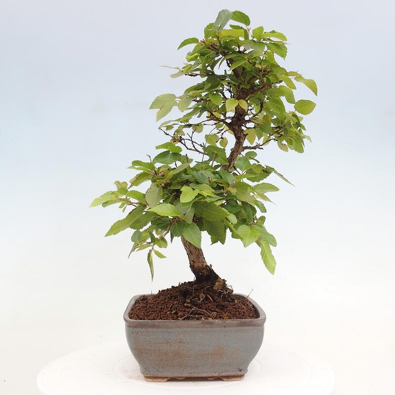 Bonsai im Freien -Carpinus CARPINOIDES - Koreanische Hainbuche