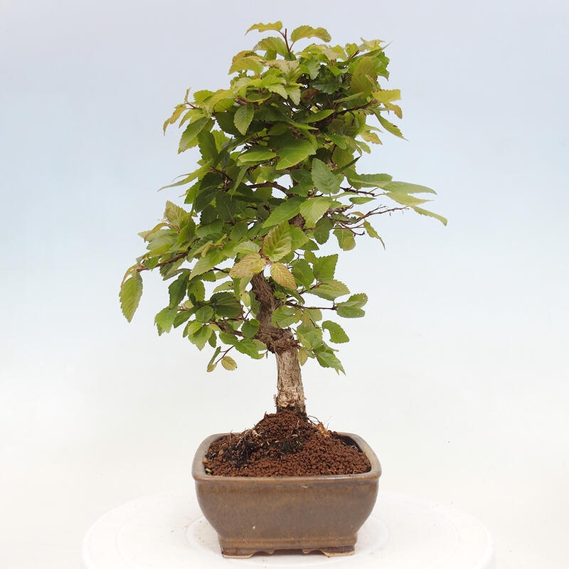 Bonsai im Freien -Carpinus CARPINOIDES - Koreanische Hainbuche