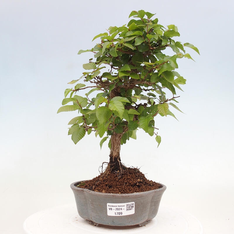 Bonsai im Freien -Carpinus CARPINOIDES - Koreanische Hainbuche