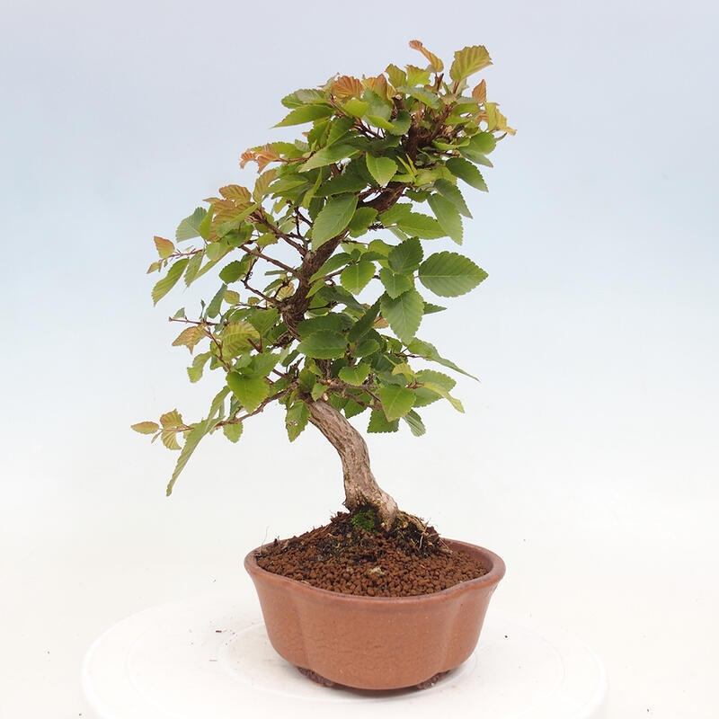 Bonsai im Freien -Carpinus CARPINOIDES - Koreanische Hainbuche