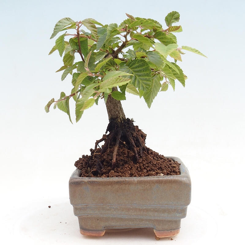 Outdoor-Bonsai -Carpinus CARPINOIDES - Koreanisch Hainbuche