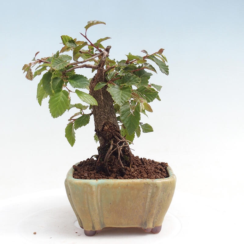 Outdoor-Bonsai -Carpinus CARPINOIDES - Koreanisch Hainbuche