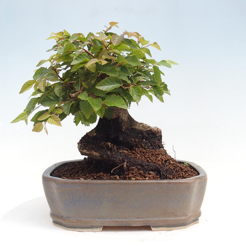 Outdoor-Bonsai -Carpinus CARPINOIDES - Koreanisch Hainbuche