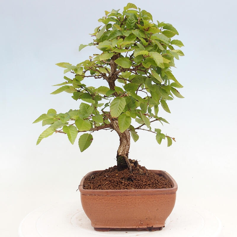 Bonsai im Freien -Carpinus CARPINOIDES - Koreanische Hainbuche