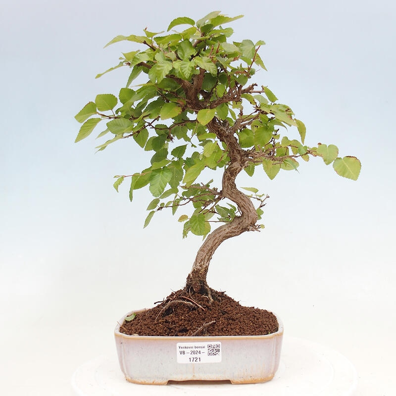 Bonsai im Freien -Carpinus CARPINOIDES - Koreanische Hainbuche