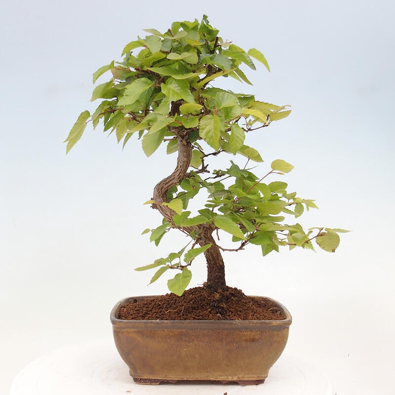 Bonsai im Freien -Carpinus CARPINOIDES - Koreanische Hainbuche