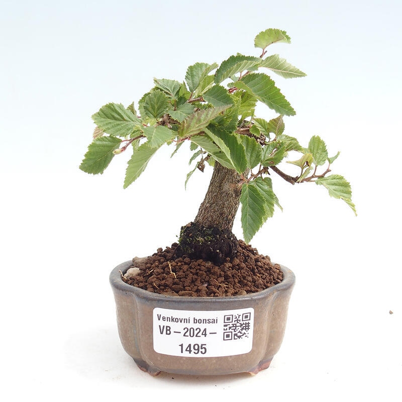 Outdoor-Bonsai -Carpinus CARPINOIDES - Koreanisch Hainbuche