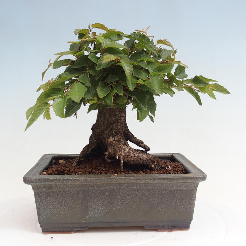 Outdoor-Bonsai -Carpinus CARPINOIDES - Koreanisch Hainbuche