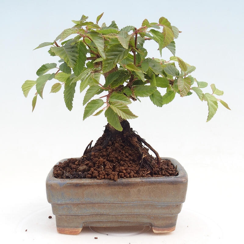 Outdoor-Bonsai -Carpinus CARPINOIDES - Koreanisch Hainbuche