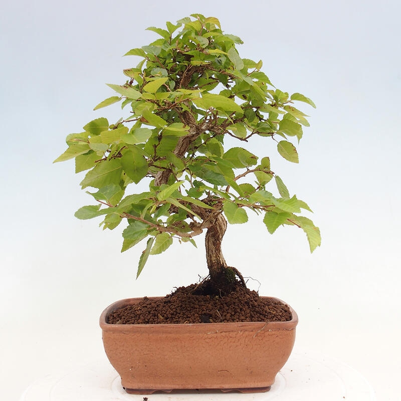 Bonsai im Freien -Carpinus CARPINOIDES - Koreanische Hainbuche