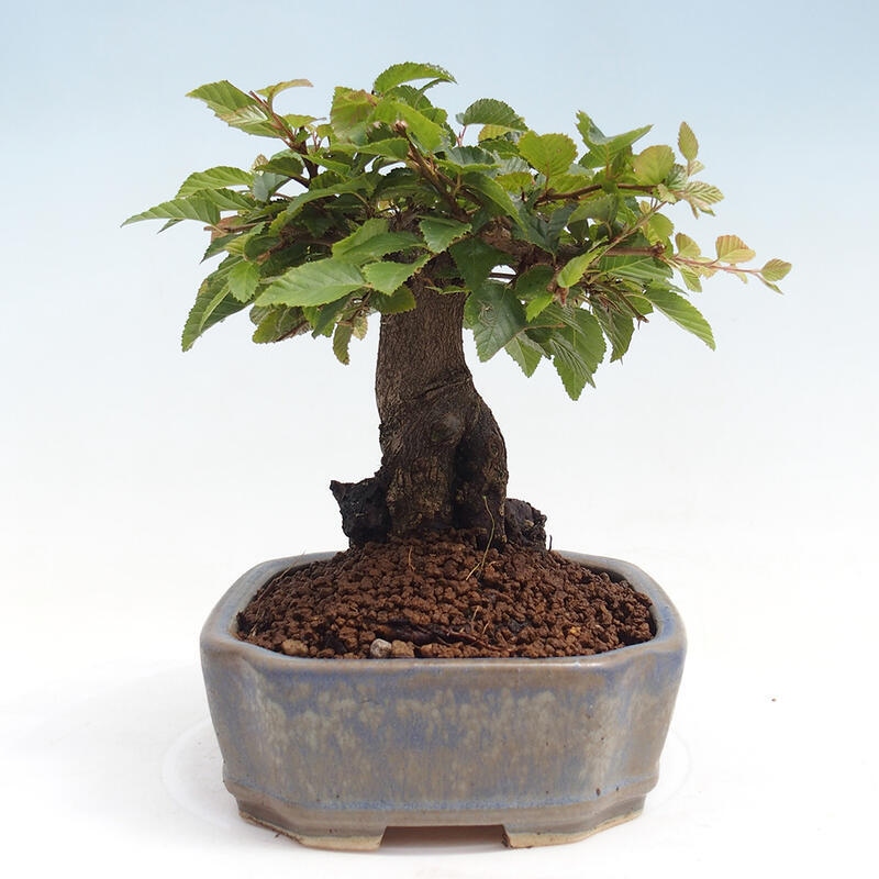 Outdoor-Bonsai -Carpinus CARPINOIDES - Koreanisch Hainbuche