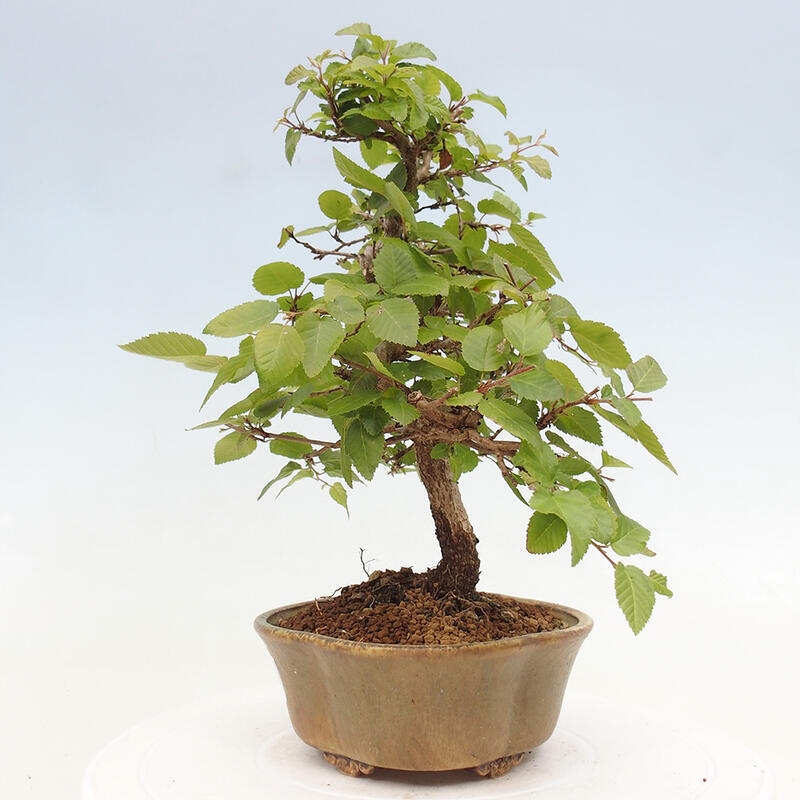 Bonsai im Freien -Carpinus CARPINOIDES - Koreanische Hainbuche