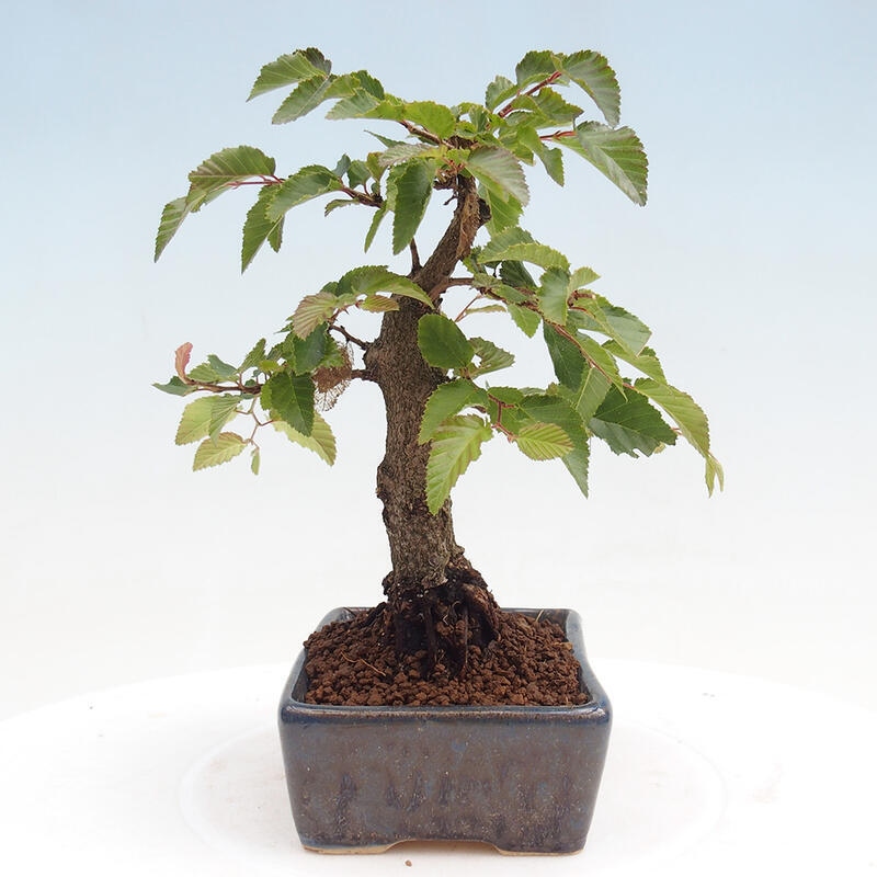 Outdoor-Bonsai -Carpinus CARPINOIDES - Koreanisch Hainbuche