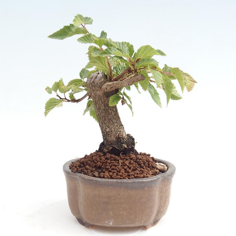 Outdoor-Bonsai -Carpinus CARPINOIDES - Koreanisch Hainbuche