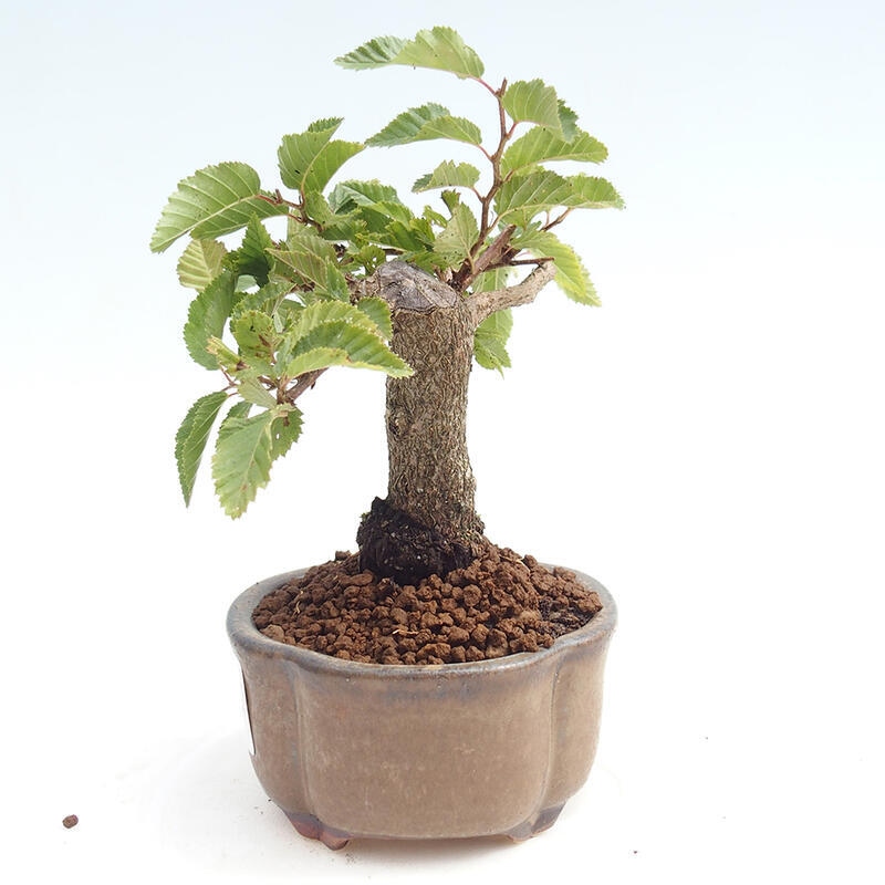 Outdoor-Bonsai -Carpinus CARPINOIDES - Koreanisch Hainbuche