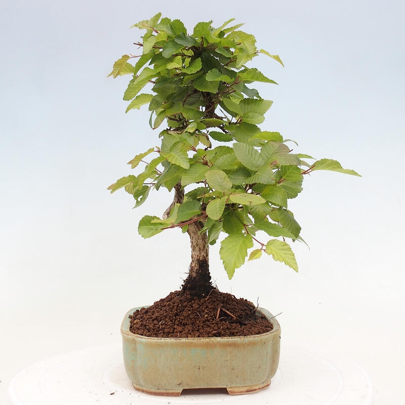 Bonsai im Freien -Carpinus CARPINOIDES - Koreanische Hainbuche