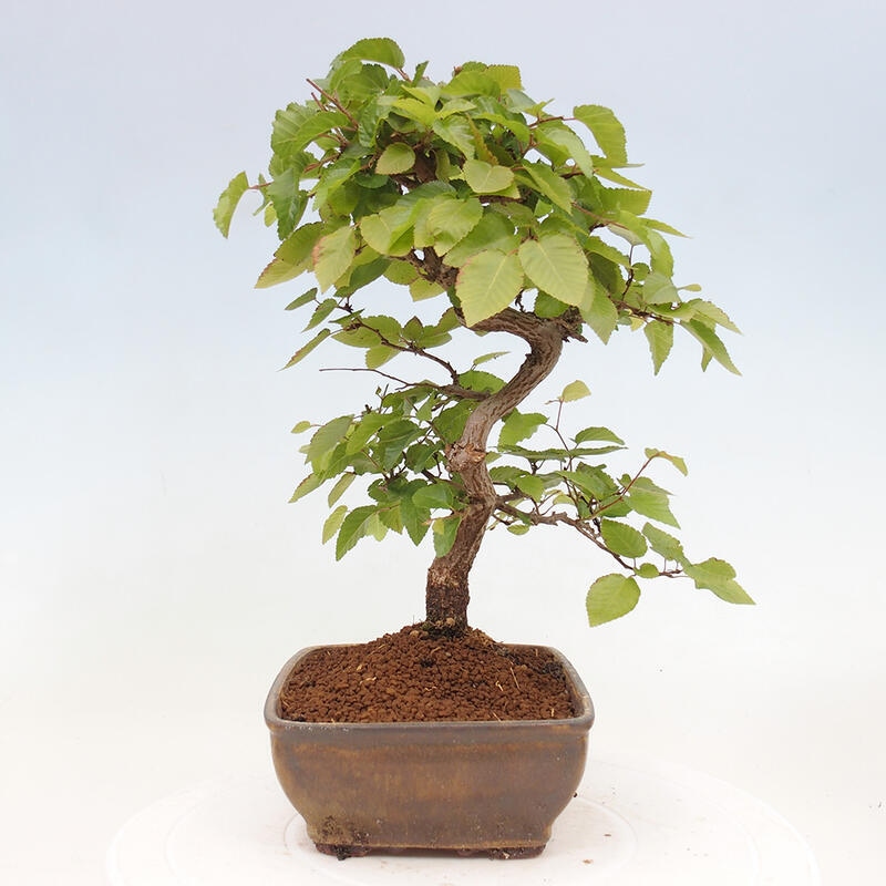 Bonsai im Freien -Carpinus CARPINOIDES - Koreanische Hainbuche