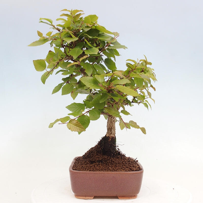 Bonsai im Freien -Carpinus CARPINOIDES - Koreanische Hainbuche