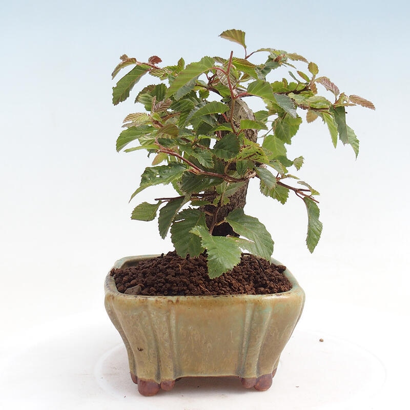 Outdoor-Bonsai -Carpinus CARPINOIDES - Koreanisch Hainbuche