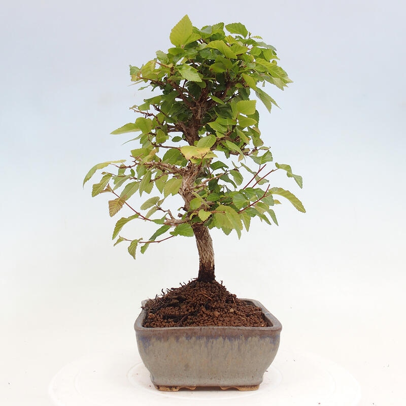 Bonsai im Freien -Carpinus CARPINOIDES - Koreanische Hainbuche