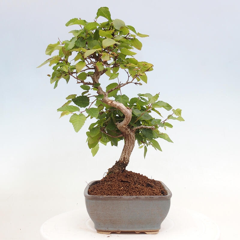 Bonsai im Freien -Carpinus CARPINOIDES - Koreanische Hainbuche