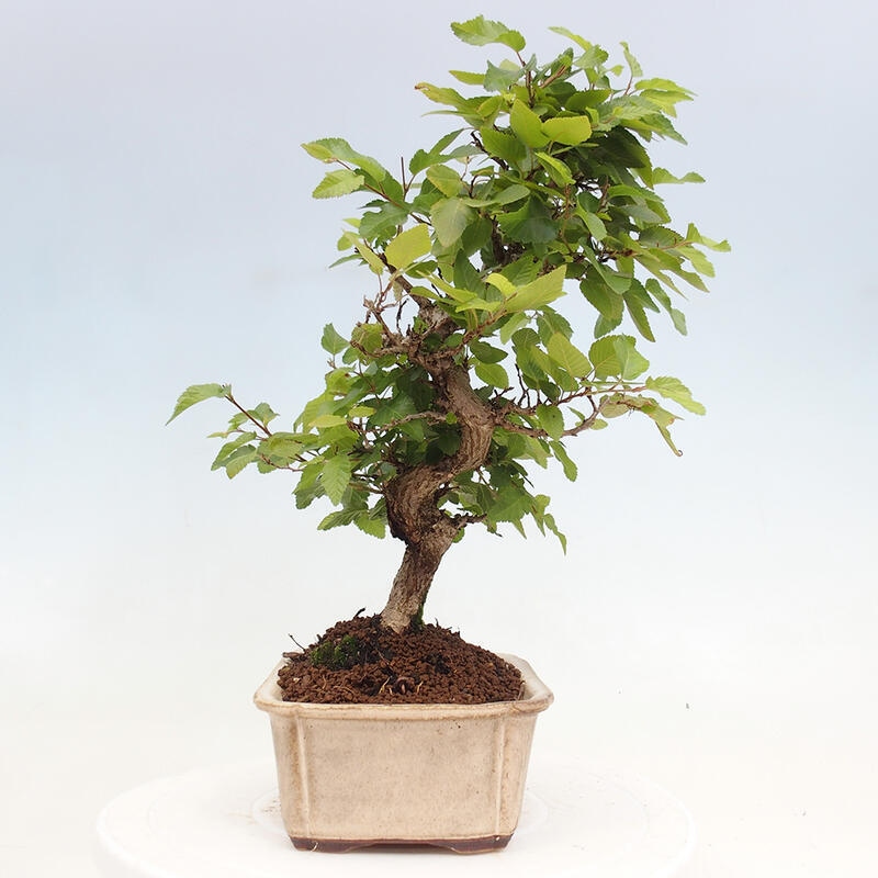 Bonsai im Freien -Carpinus CARPINOIDES - Koreanische Hainbuche