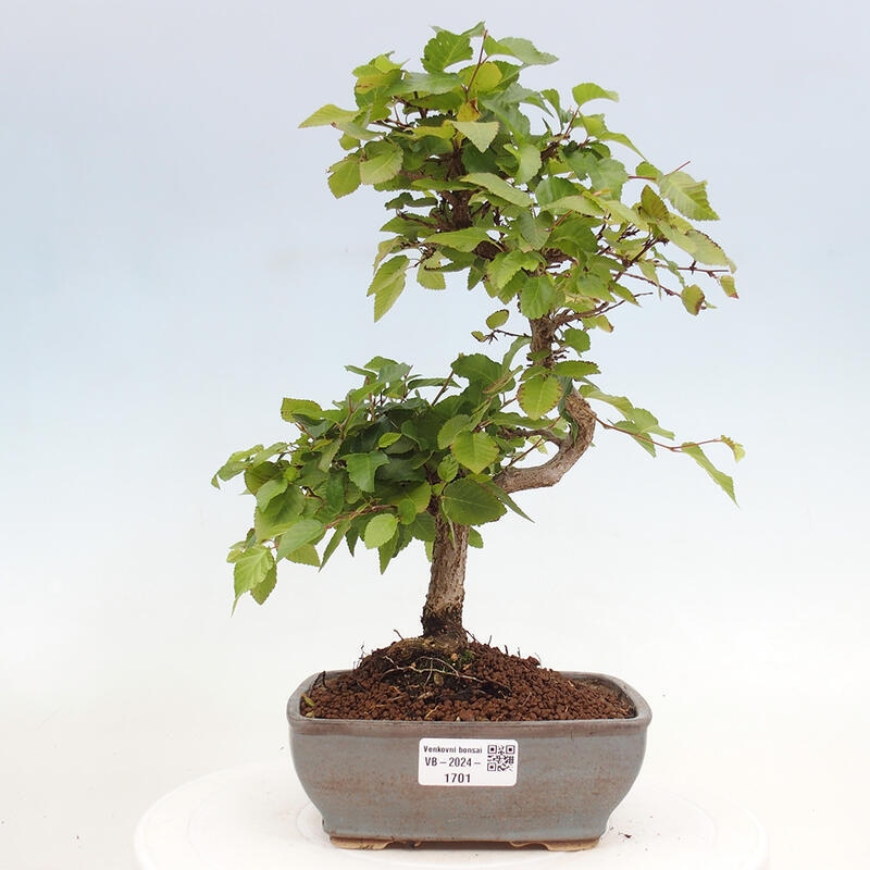 Bonsai im Freien -Carpinus CARPINOIDES - Koreanische Hainbuche