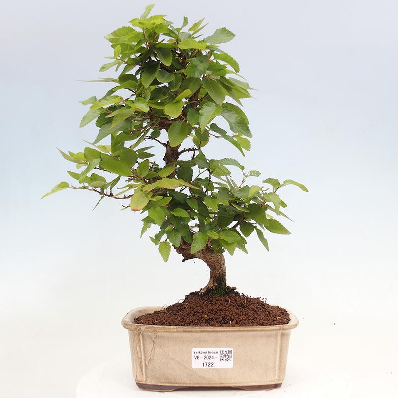 Bonsai im Freien -Carpinus CARPINOIDES - Koreanische Hainbuche