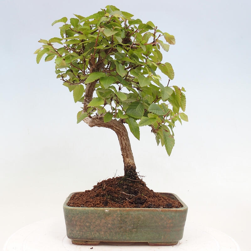 Bonsai im Freien -Carpinus CARPINOIDES - Koreanische Hainbuche