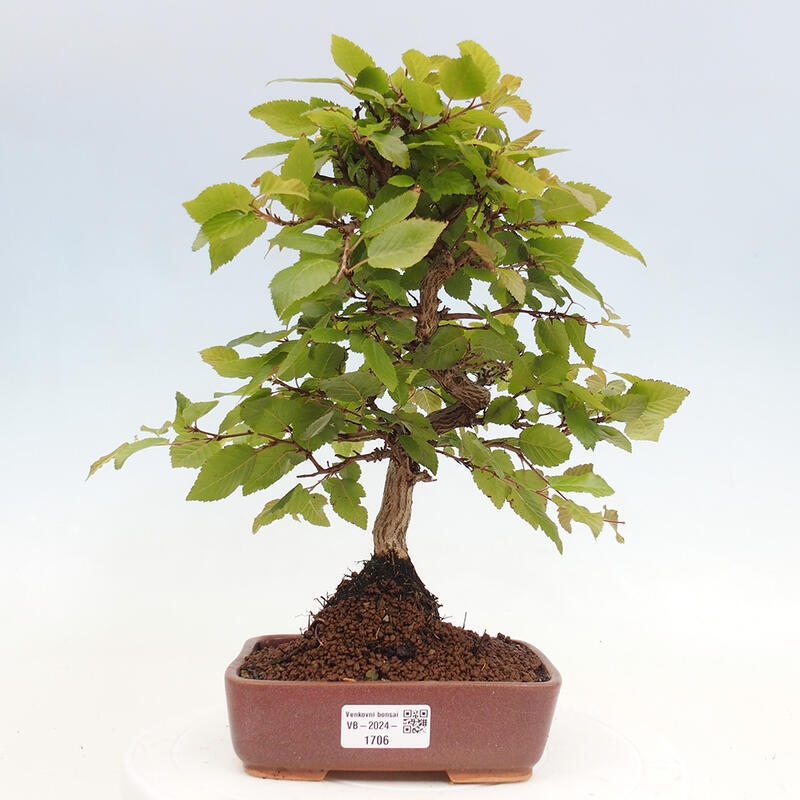 Bonsai im Freien -Carpinus CARPINOIDES - Koreanische Hainbuche