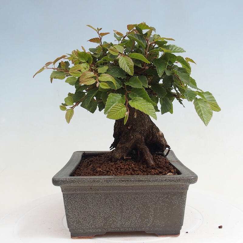 Outdoor-Bonsai -Carpinus CARPINOIDES - Koreanisch Hainbuche