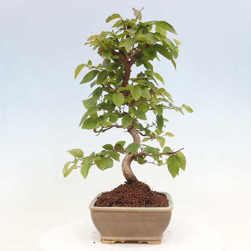 Bonsai im Freien -Carpinus CARPINOIDES - Koreanische Hainbuche