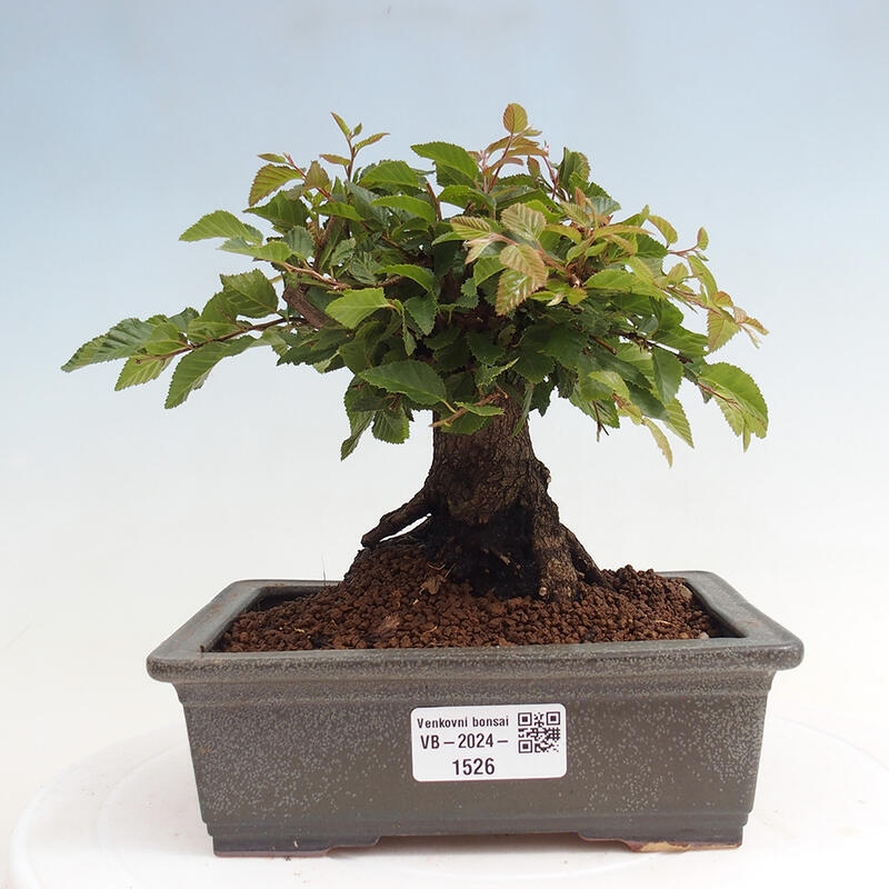 Outdoor-Bonsai -Carpinus CARPINOIDES - Koreanisch Hainbuche