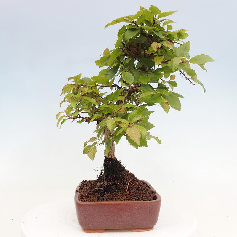 Bonsai im Freien -Carpinus CARPINOIDES - Koreanische Hainbuche