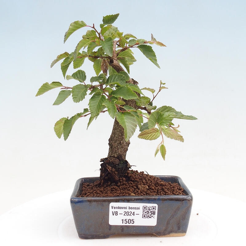 Outdoor-Bonsai -Carpinus CARPINOIDES - Koreanisch Hainbuche