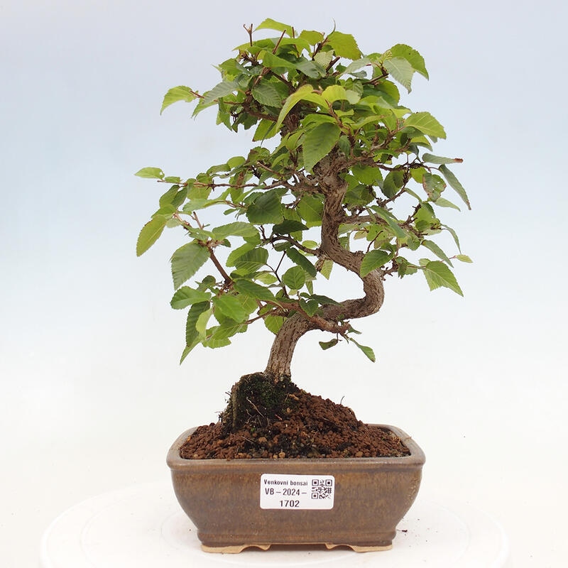 Bonsai im Freien -Carpinus CARPINOIDES - Koreanische Hainbuche