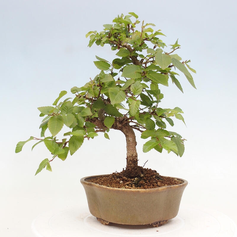 Bonsai im Freien -Carpinus CARPINOIDES - Koreanische Hainbuche