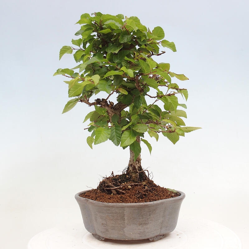 Bonsai im Freien -Carpinus CARPINOIDES - Koreanische Hainbuche