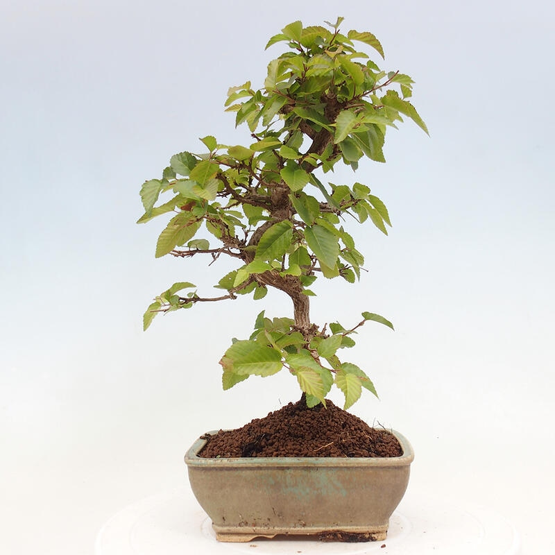 Bonsai im Freien -Carpinus CARPINOIDES - Koreanische Hainbuche