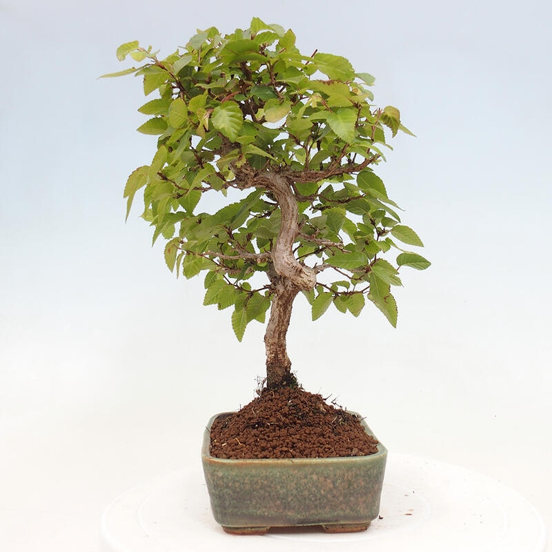 Bonsai im Freien -Carpinus CARPINOIDES - Koreanische Hainbuche