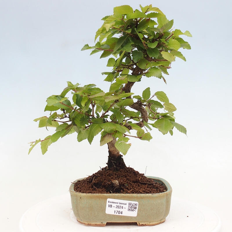 Bonsai im Freien -Carpinus CARPINOIDES - Koreanische Hainbuche