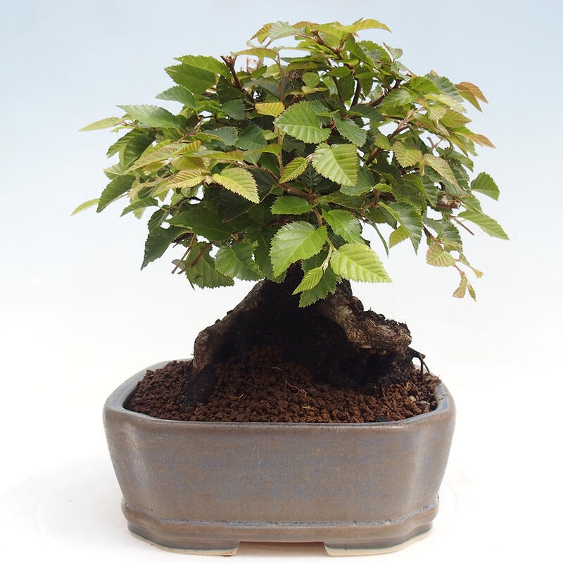 Outdoor-Bonsai -Carpinus CARPINOIDES - Koreanisch Hainbuche