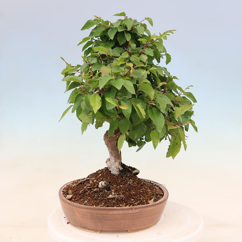 Bonsai im Freien - Carpinus Coreana - Koreanische Hainbuche