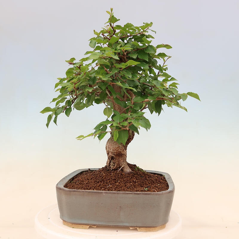 Bonsai im Freien - Carpinus Coreana - Koreanische Hainbuche