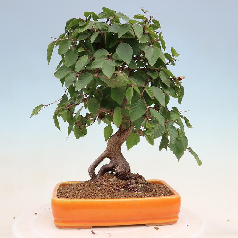 Bonsai im Freien - Carpinus Coreana - Koreanische Hainbuche