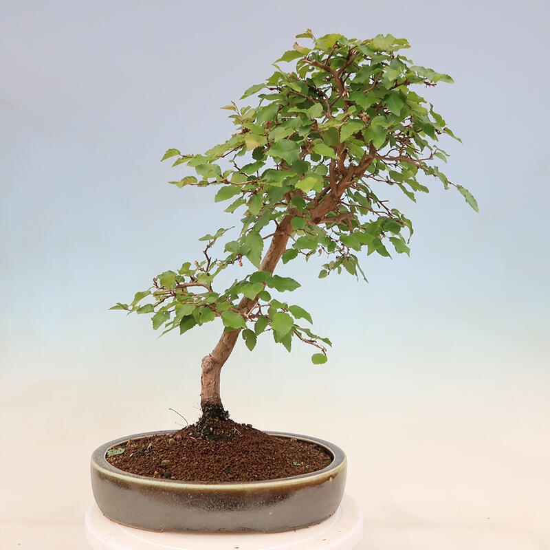 Bonsai im Freien - Carpinus Coreana - Koreanische Hainbuche