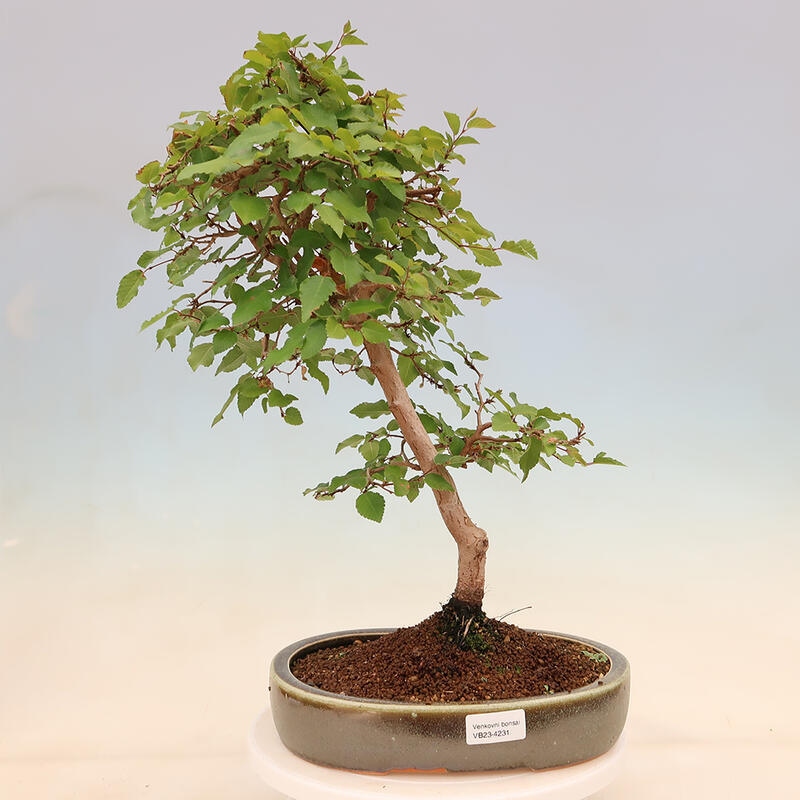 Bonsai im Freien - Carpinus Coreana - Koreanische Hainbuche